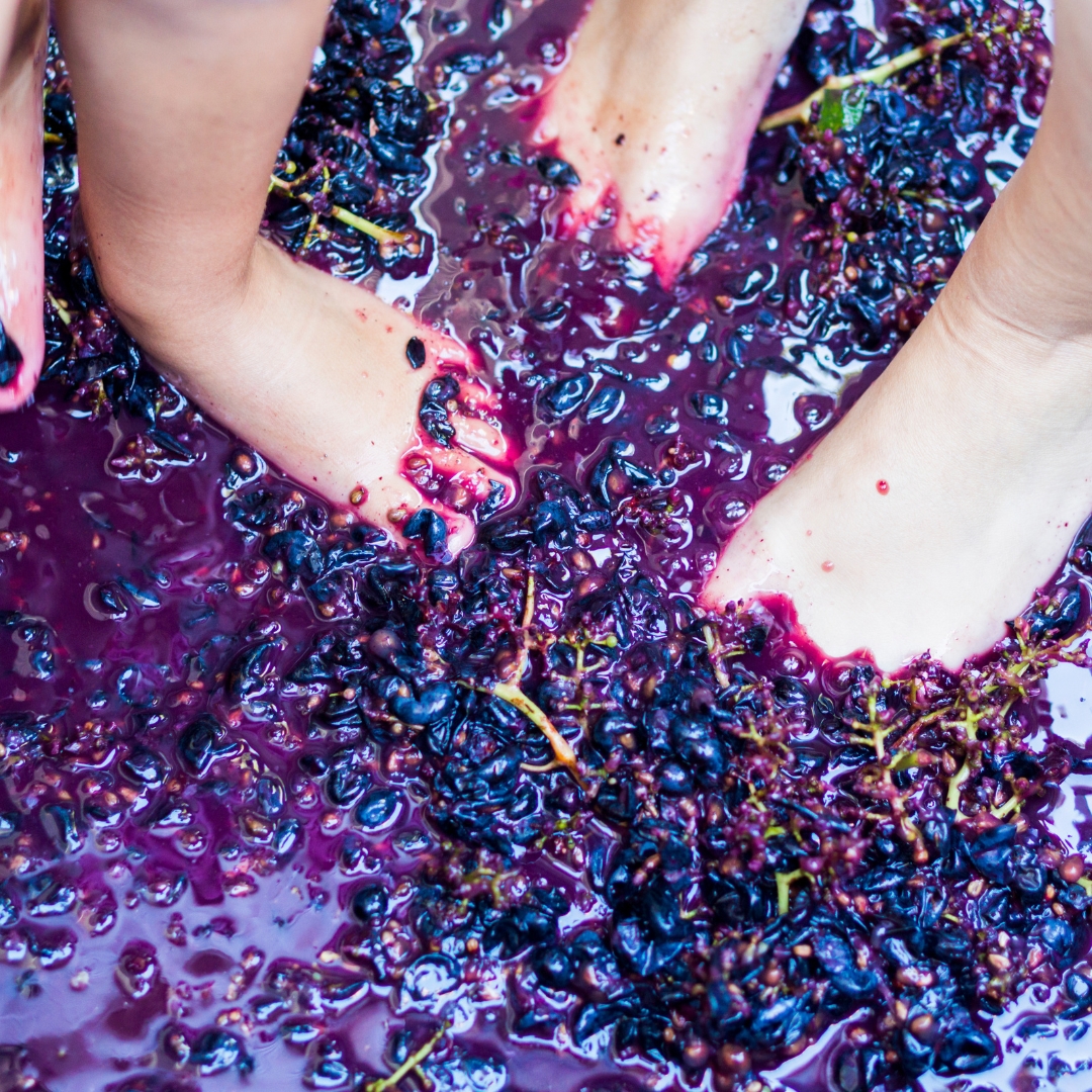 Grape Stomp Festival at Deep Water Vineyard Event